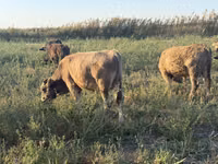 Bulle, Swiss cattle — Foto 8