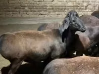 भेड़, Hissar sheep — फ़ोटो 1