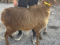Schaf, Arashan sheep — Foto 3