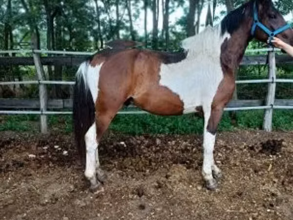 Caballo, Friesian