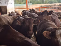 Бух, Simmental cattle — 5 зураг