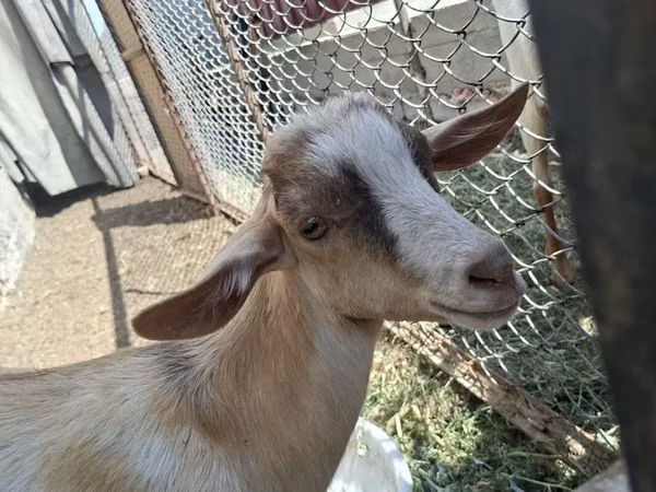 Ziegenbock, Alpine goat