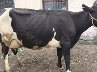 母牛, Russian Black pied cattle — 照片 2