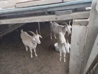 تيس, الماعز — الصورة 3