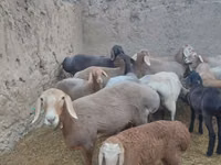 Oveja, Arashan sheep — foto 6
