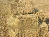 Hay Bales and Rhodes Grass — 照片 2