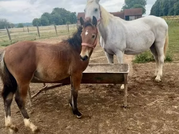 Адуу, Lipizzaner