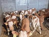 ثور, الماشية — الصورة 5