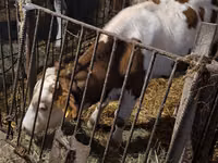 Bulle, Simmental cattle — Foto 6