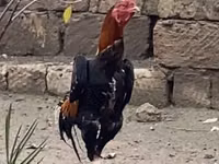 دجاج شمو — الصورة 1
