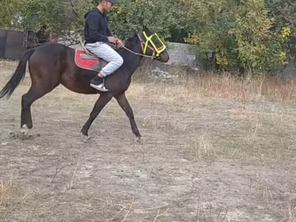 Caballo, Caballos