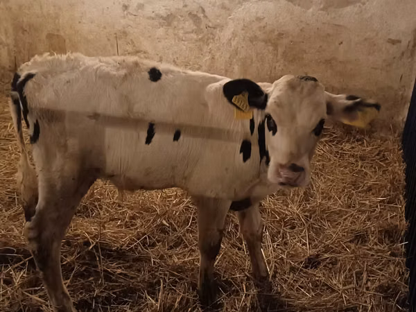 Bull, Russian Black pied cattle