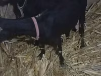 Ziege, Alpine goat — Foto 3