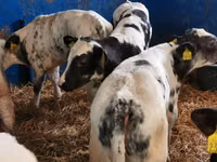 Bulle, Aberdeen-Angus — Foto 3