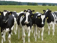 Cow, Russian Black pied cattle — photo 7