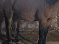 Caballo, Mugalzhar horse — foto 2