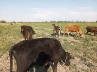 Cattle (batch, sex not specified), Cattle — photo 2