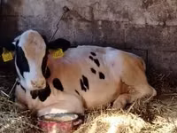 Bulle, Simmental cattle — Foto 4