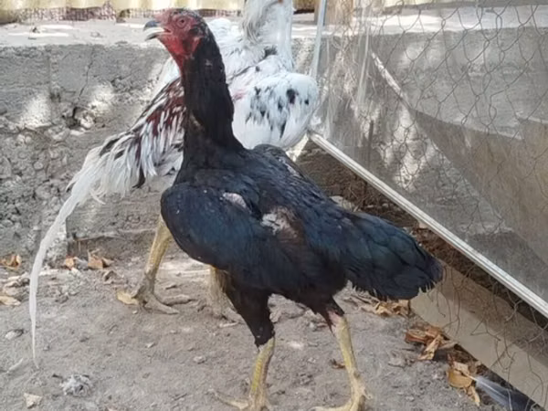 Chickens