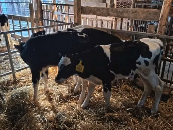 ثور, Russian Black pied cattle