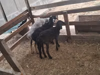 Sheep, Sheep — photo 8