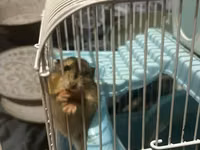 7 ədəd hamster və qəfəs dəsti - Növ: xırda ev heyvanı (hamster) - — фото 2