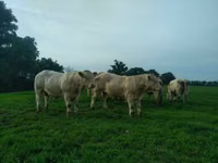 ثور, Charolais cattle — الصورة 2