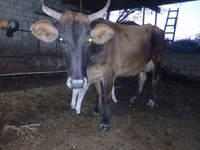 Cow, Cattle — photo 4