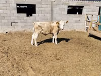 Бух, Simmental cattle — 2 зураг