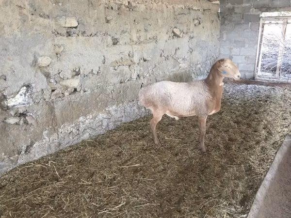 Хуц, Rhon sheep
