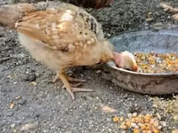 Chickens — 照片 5