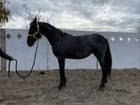 Stute, Friesian — Foto 8