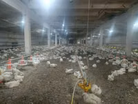 Chickens — फ़ोटो 2