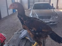 Chickens — 照片 6