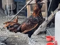 पडोवाना — फ़ोटो 1
