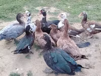 Ducks — फ़ोटो 1