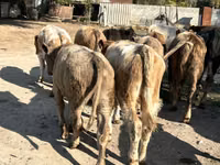 Toro, Swiss cattle — foto 3