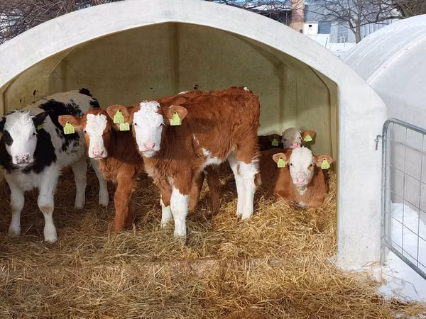 Bulle, Simmental cattle