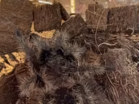 Məhsul: Seçmə tarantula balaları (sling) Növlər: - Brachypelma vagans — الصورة 5