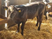 Rinder (Partie, Geschlecht nicht angegeben), Simmental cattle — Foto 2