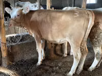 Bulle, Simmental cattle — Foto 1