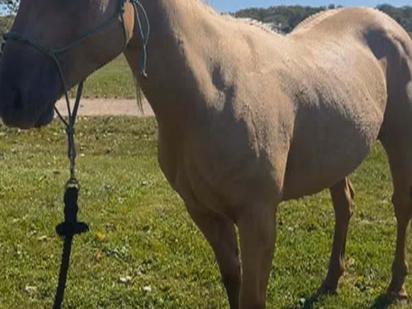 Yegua, Quarter Horse