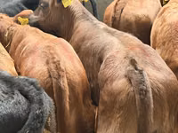 मवेशी (लॉट, लिंग निर्दिष्ट नहीं), Simmental cattle — फ़ोटो 6