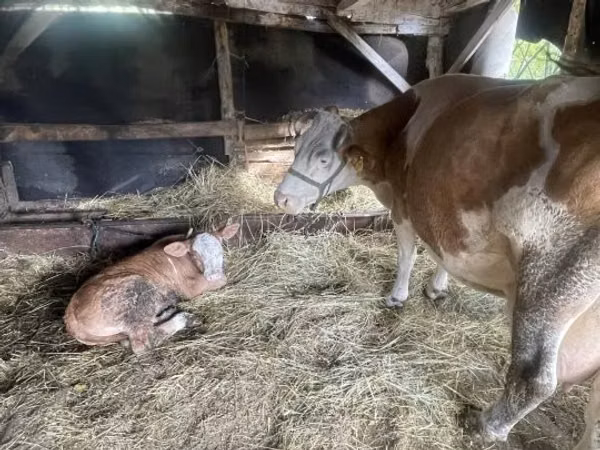母牛, Limousin cow