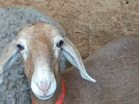 Sheep, Arashan sheep — photo 1