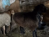 Ram, Rhon sheep — photo 4