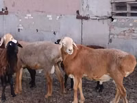 Хуц, Hissar sheep — 3 зураг