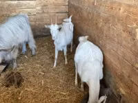 母山羊, Goats — 照片 2