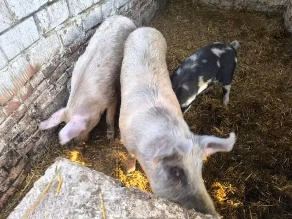 Sow, Pigs