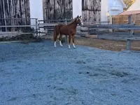 घोड़ा, Welsh Cob — फ़ोटो 3